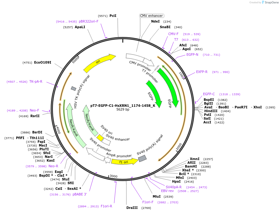 146787-plasmid-map-sequence-id-289233