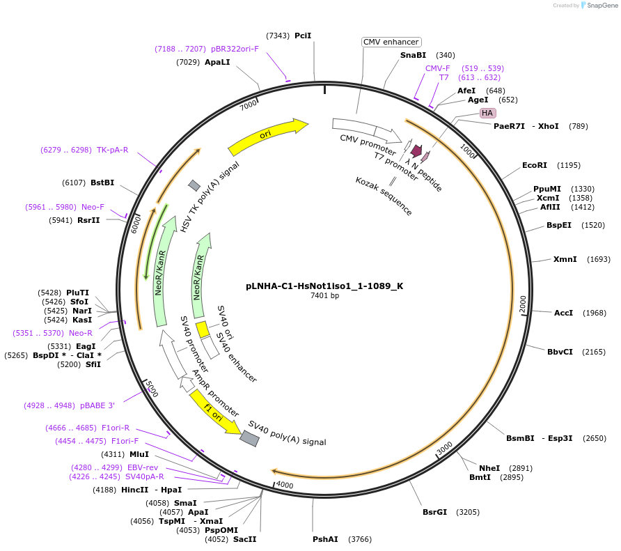 146804-plasmid-map-sequence-id-289251