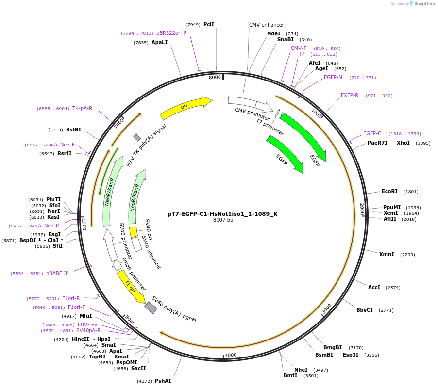 146806-plasmid-map-sequence-id-289253