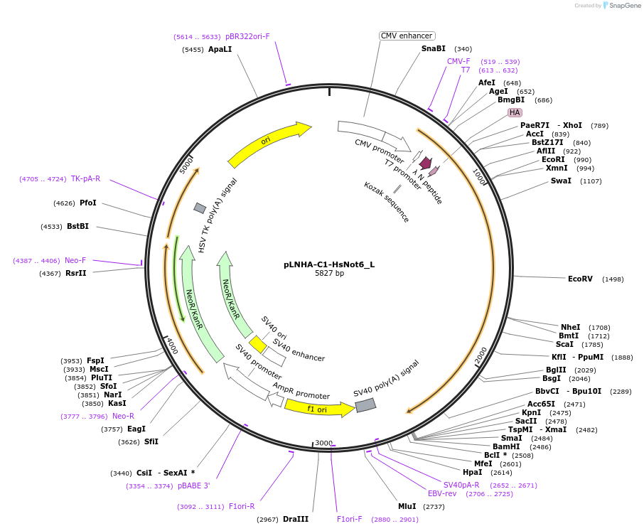 146814-plasmid-map-sequence-id-289261