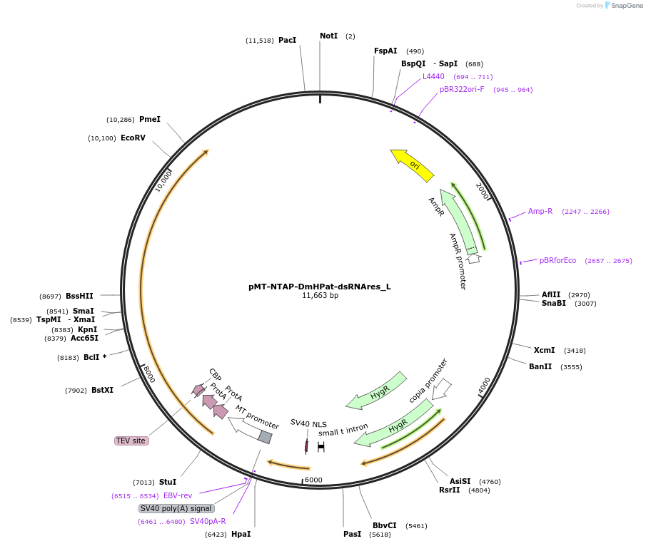 146816-plasmid-map-sequence-id-289263