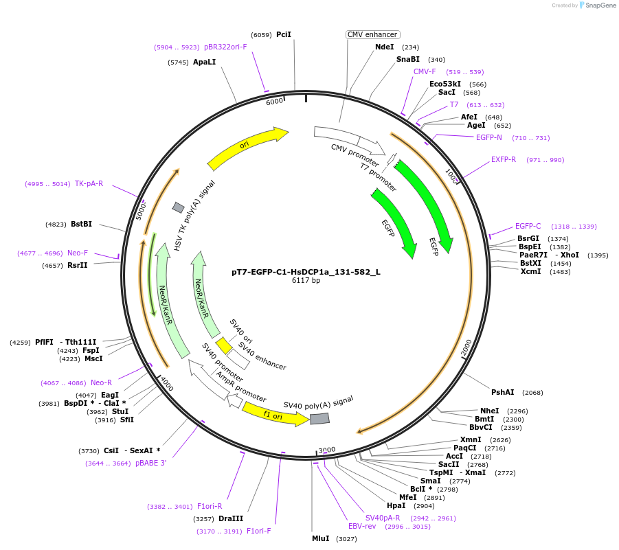 146819-plasmid-map-sequence-id-289266