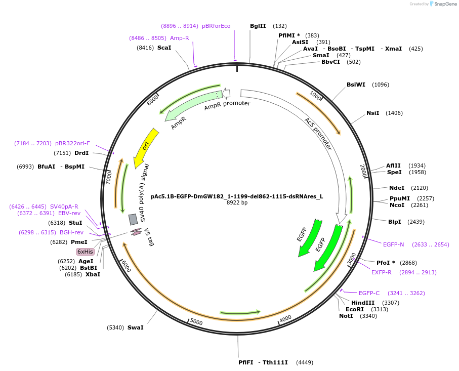 146820-plasmid-map-sequence-id-289267