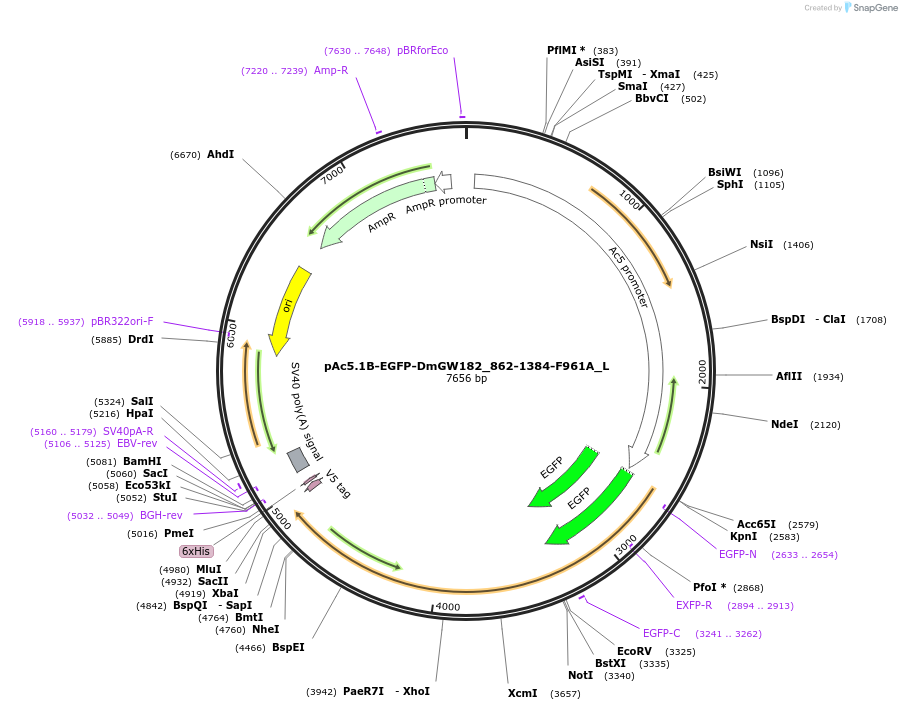 146824-plasmid-map-sequence-id-289271