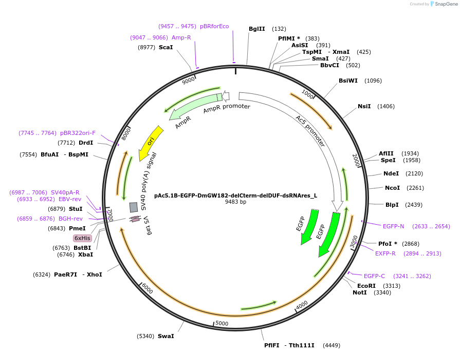 146827-plasmid-map-sequence-id-289274
