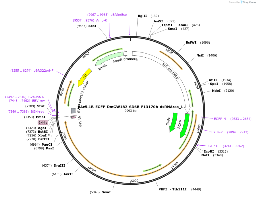 146841-plasmid-map-sequence-id-289288