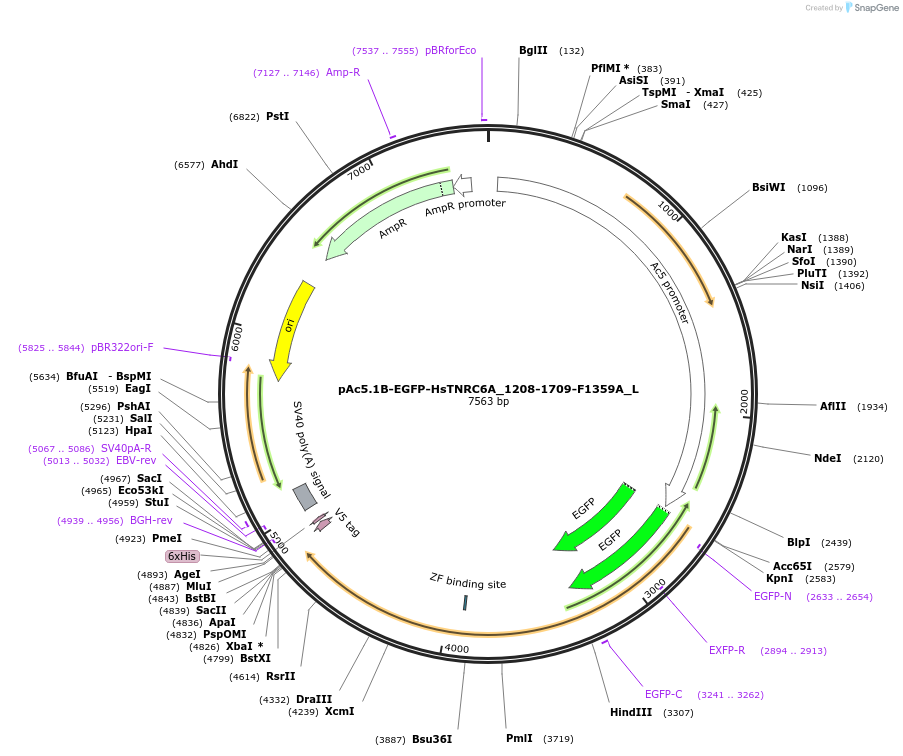 146845-plasmid-map-sequence-id-289292
