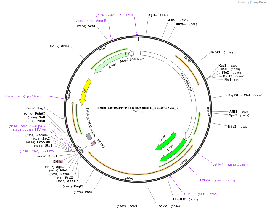 146850-plasmid-map-sequence-id-289297