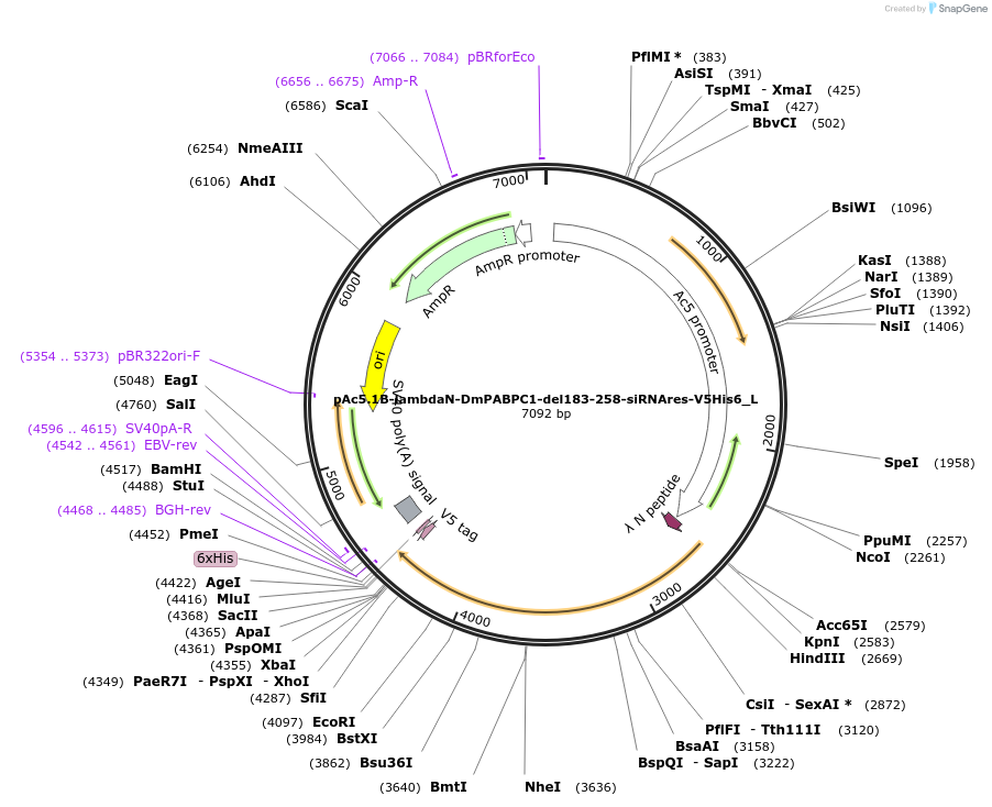 146862-plasmid-map-sequence-id-289309