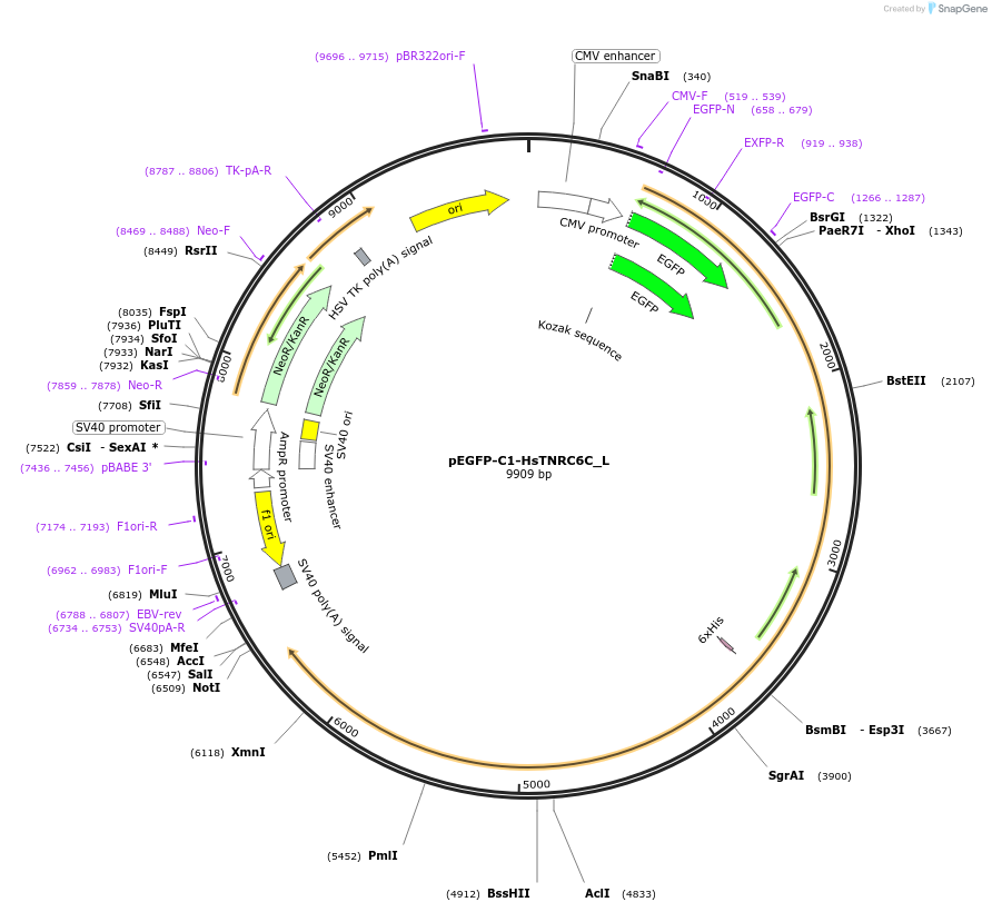 146865-plasmid-map-sequence-id-289312