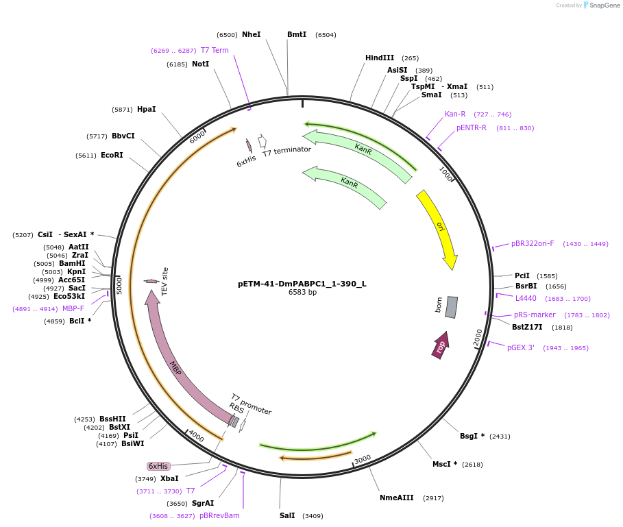 146866-plasmid-map-sequence-id-289313