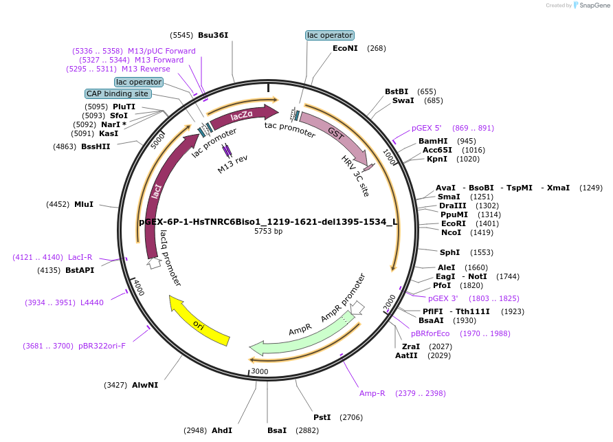 146874-plasmid-map-sequence-id-289321