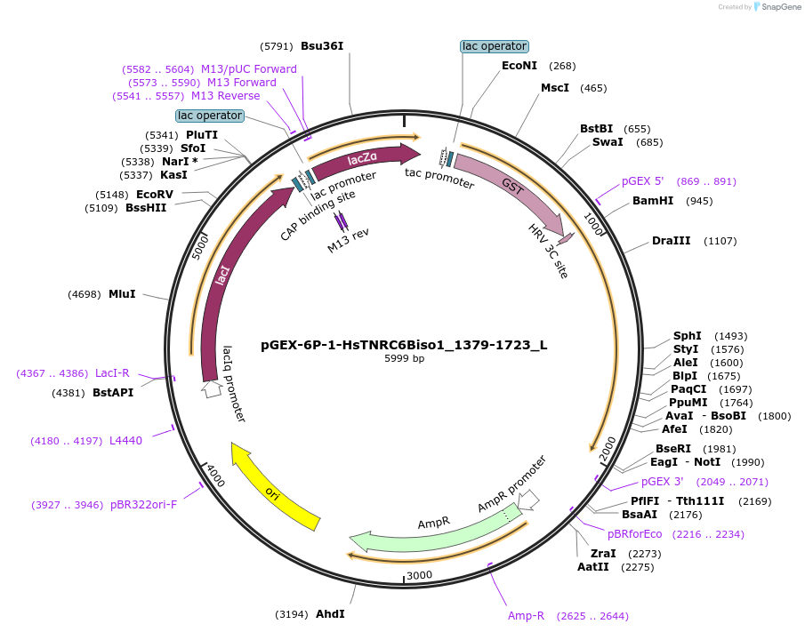 146878-plasmid-map-sequence-id-289325