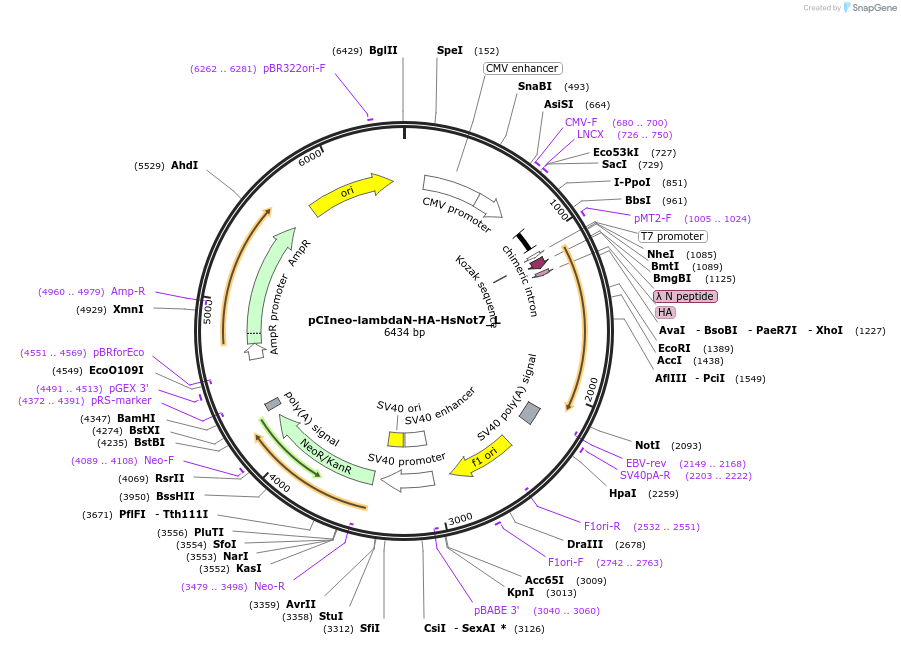 146889-plasmid-map-sequence-id-289336