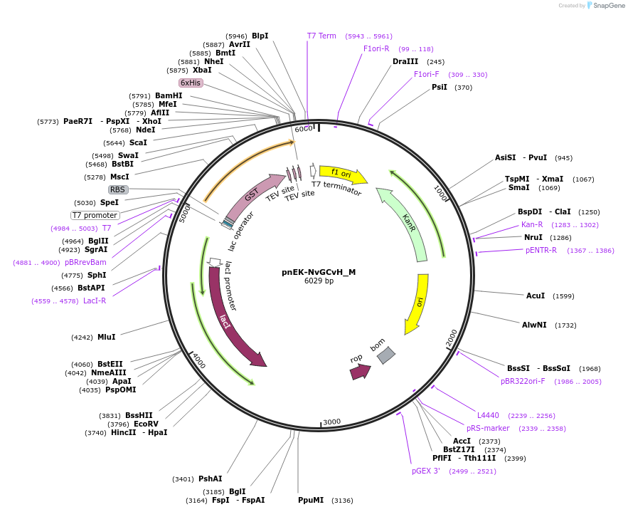 146919-plasmid-map-sequence-id-289366
