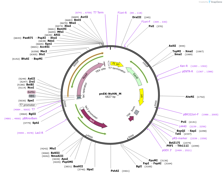 146923-plasmid-map-sequence-id-289370