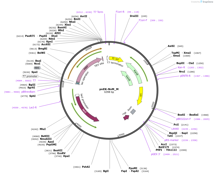 146924-plasmid-map-sequence-id-289371