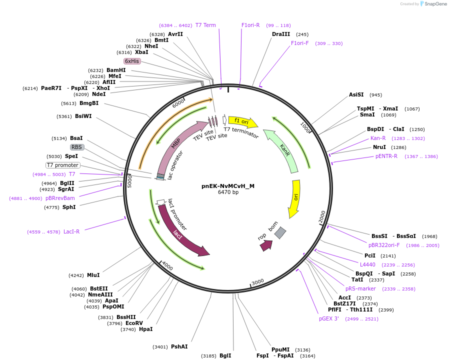 146925-plasmid-map-sequence-id-289372