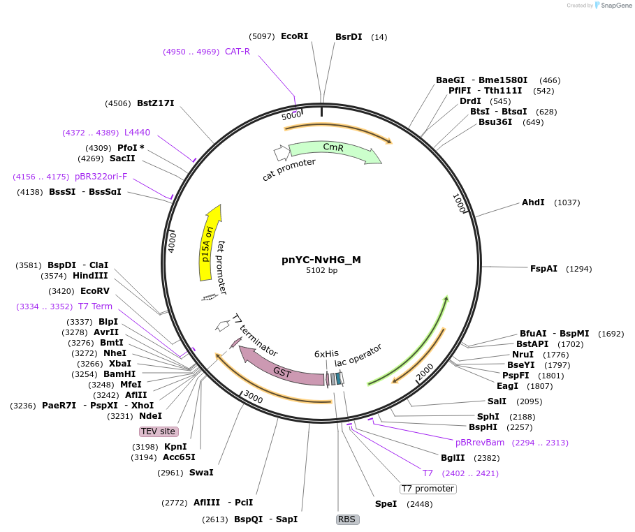 146931-plasmid-map-sequence-id-289378