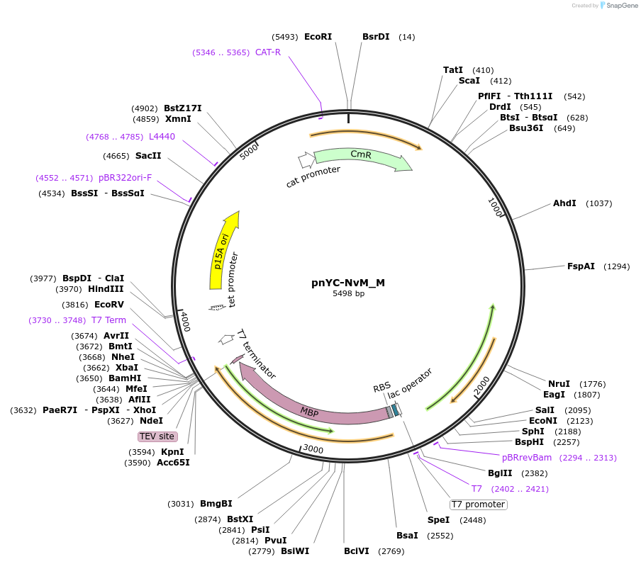 146934-plasmid-map-sequence-id-289381