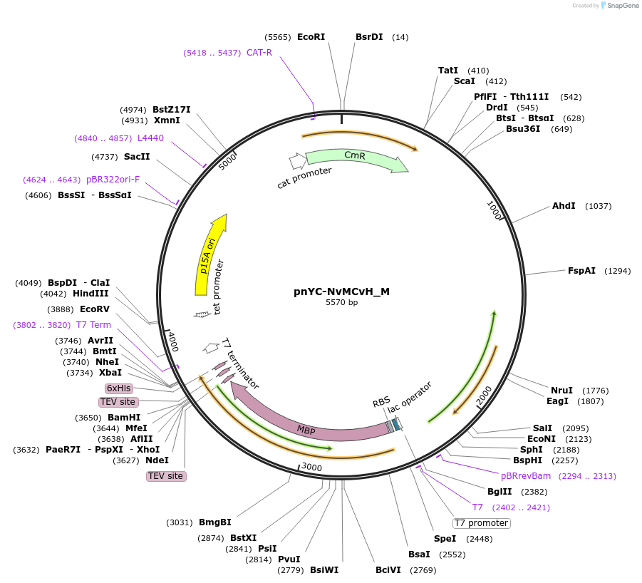 146935-plasmid-map-sequence-id-289382