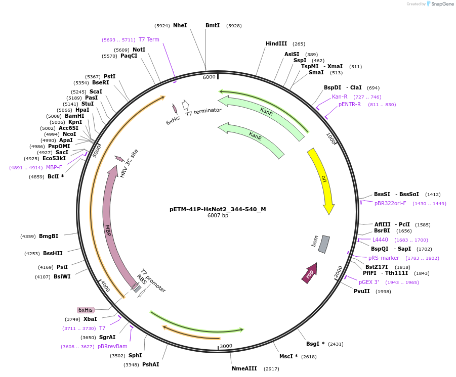 146946-plasmid-map-sequence-id-289393