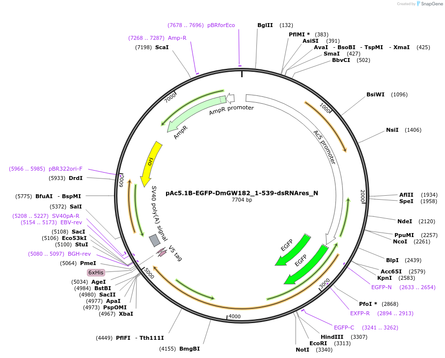 146970-plasmid-map-sequence-id-289417