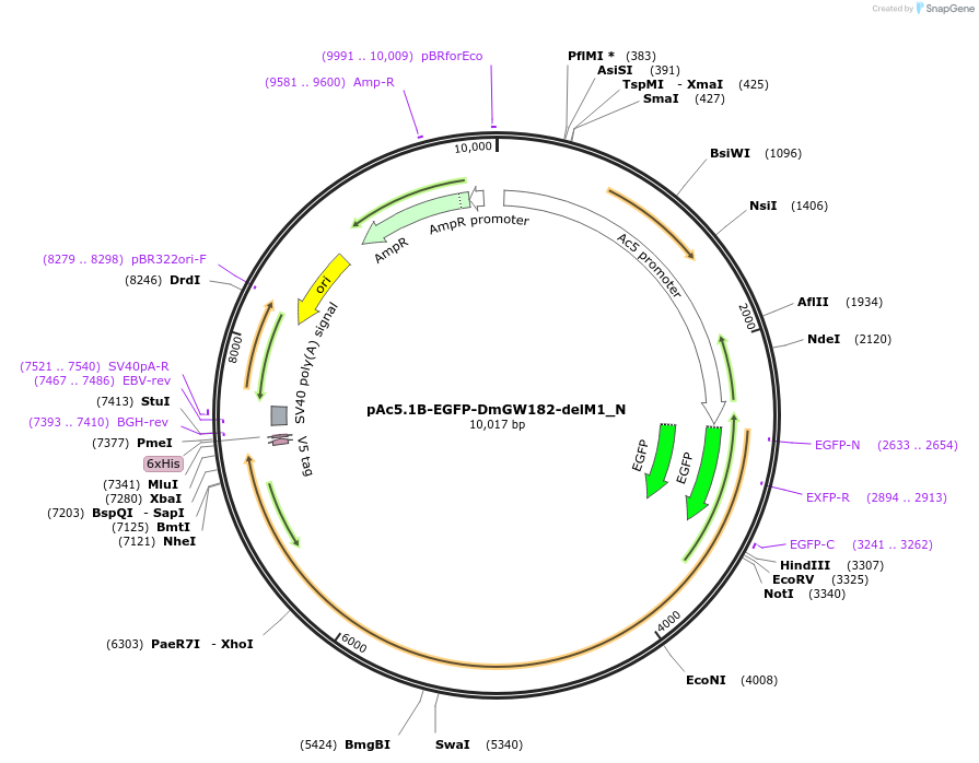 146974-plasmid-map-sequence-id-289421