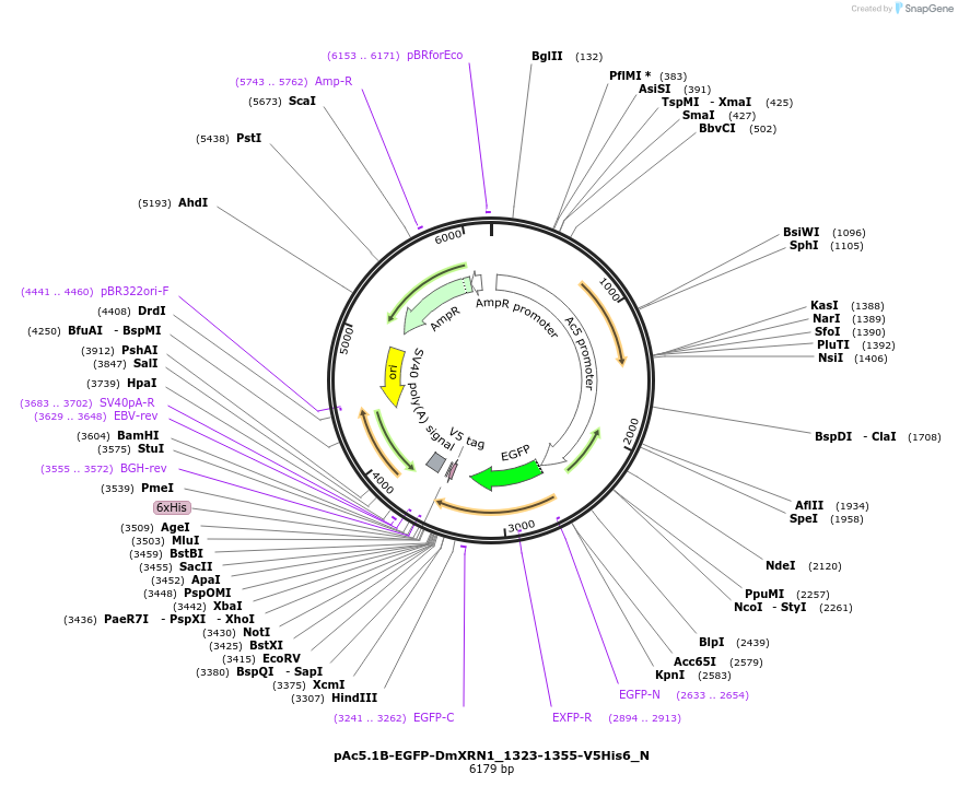 146976-plasmid-map-sequence-id-289423