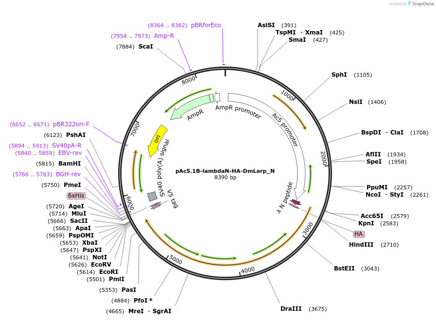 146982-plasmid-map-sequence-id-289429