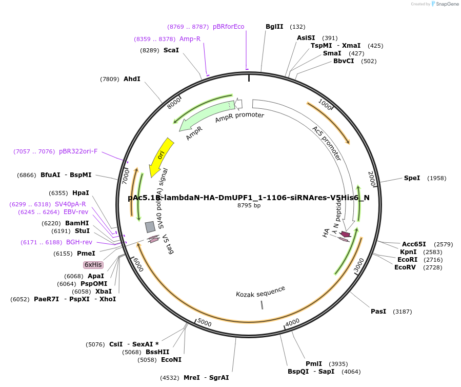 146985-plasmid-map-sequence-id-289432