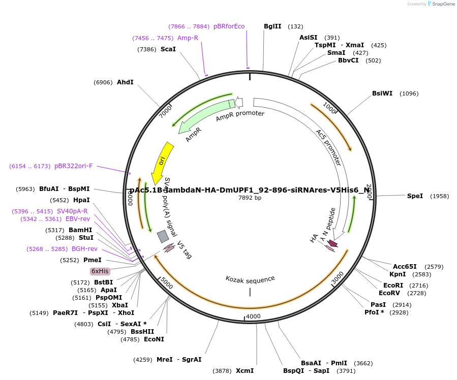 146987-plasmid-map-sequence-id-289434