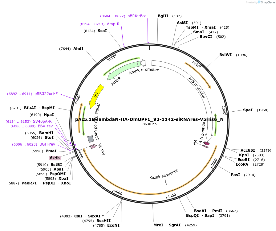 146989-plasmid-map-sequence-id-289436