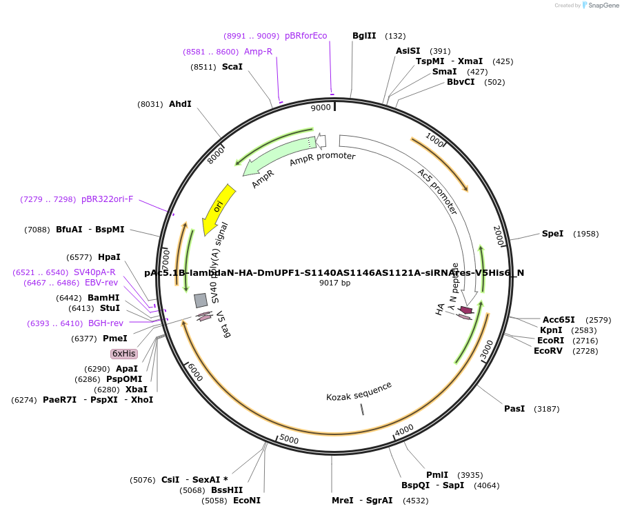 146993-plasmid-map-sequence-id-289440