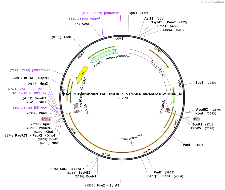 146995-plasmid-map-sequence-id-289442