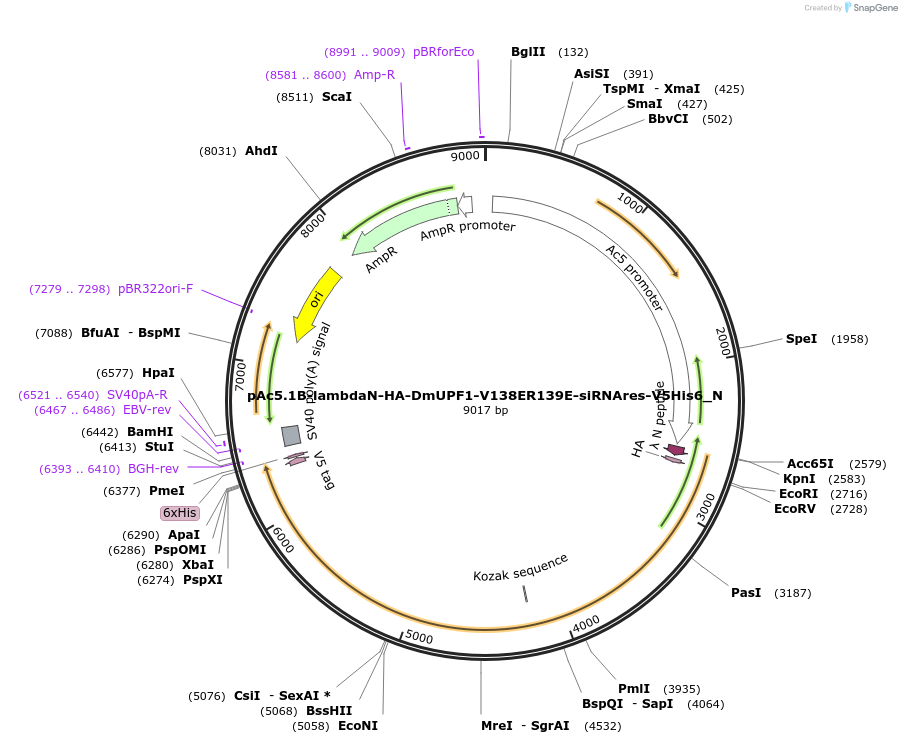 146997-plasmid-map-sequence-id-289444