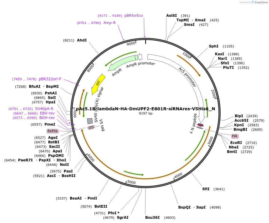 147002-plasmid-map-sequence-id-289449