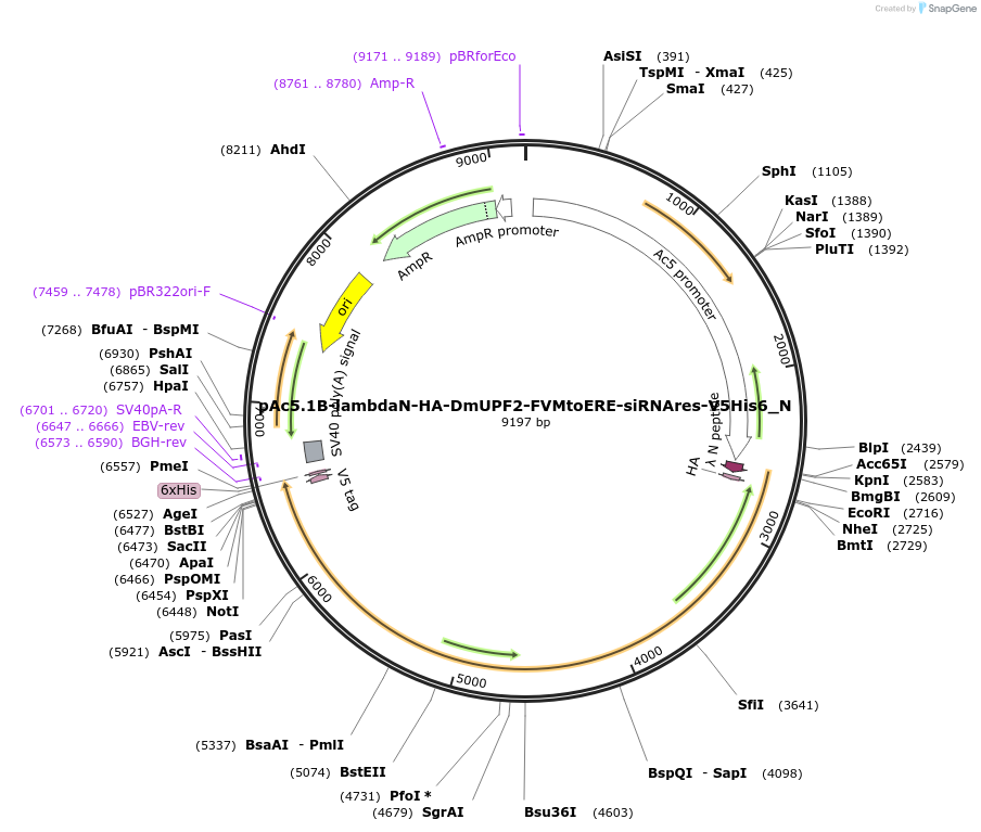147003-plasmid-map-sequence-id-289450