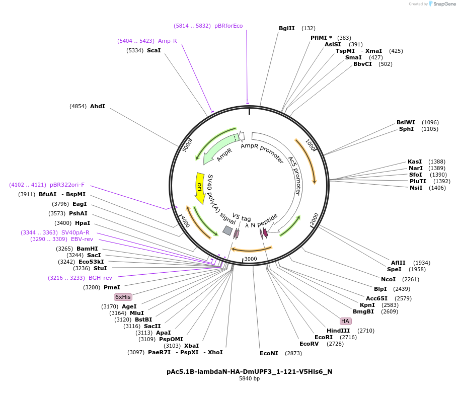147005-plasmid-map-sequence-id-289452