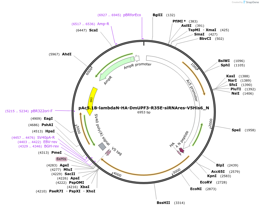 147008-plasmid-map-sequence-id-289455