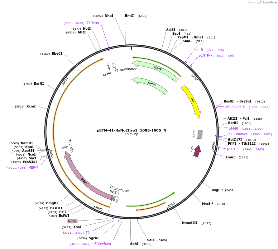 147009-plasmid-map-sequence-id-289456