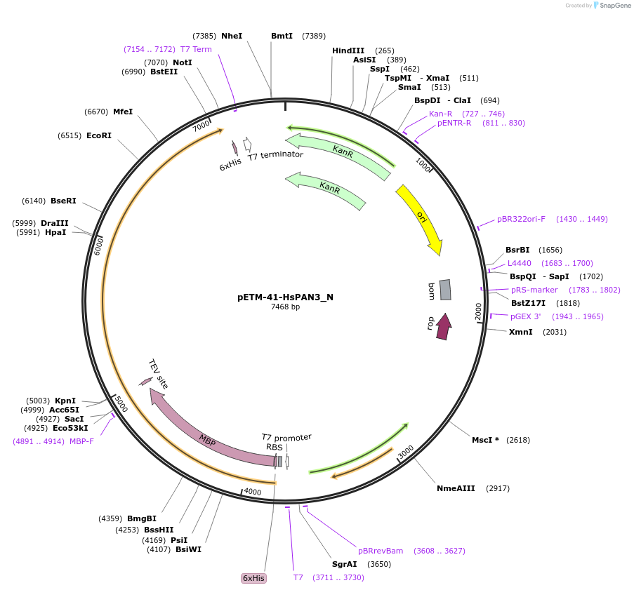 147012-plasmid-map-sequence-id-289459