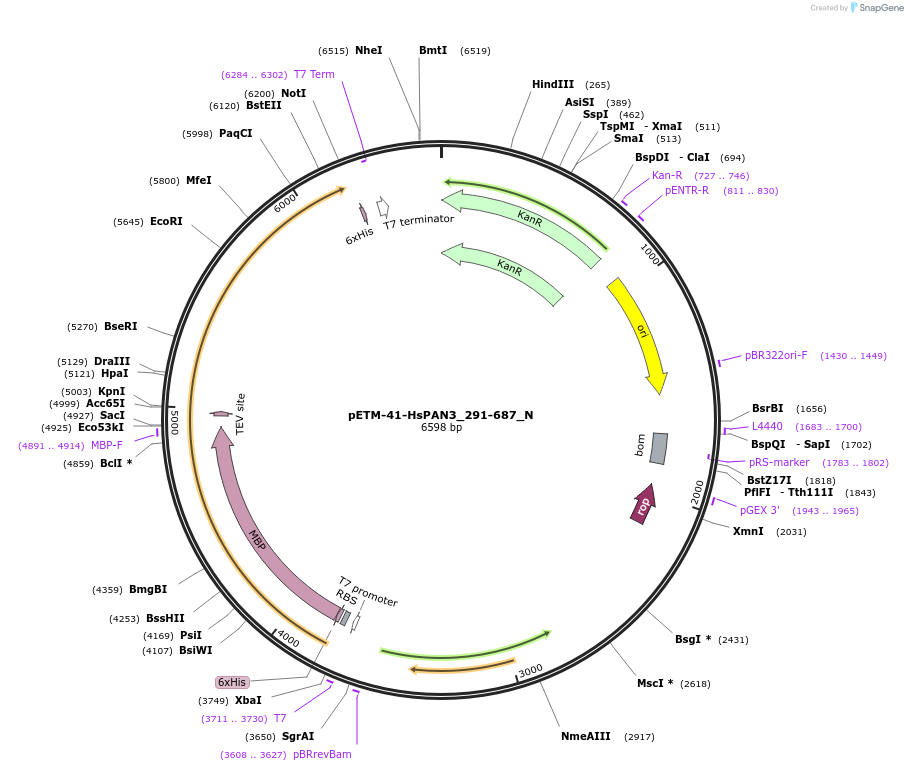 147013-plasmid-map-sequence-id-289460