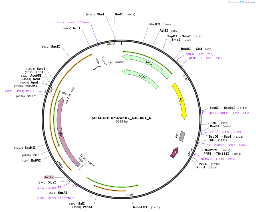 147014-plasmid-map-sequence-id-289461