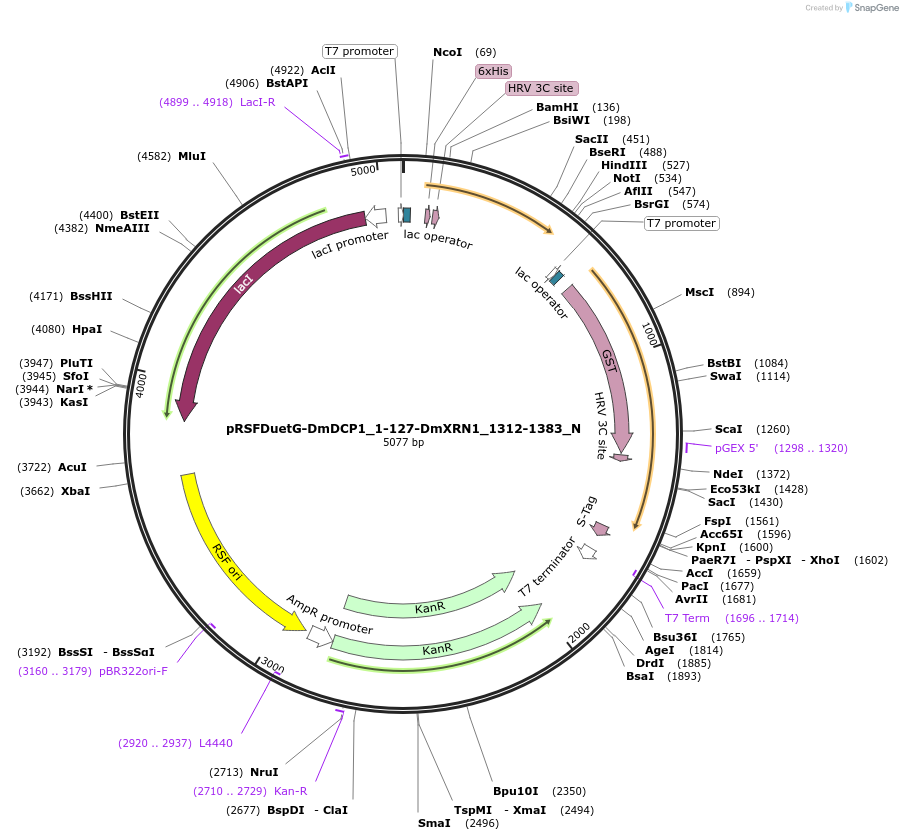 147021-plasmid-map-sequence-id-289468