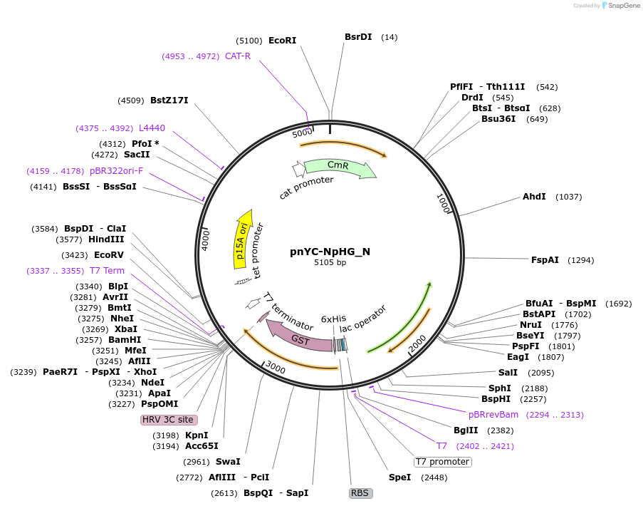 147046-plasmid-map-sequence-id-289493