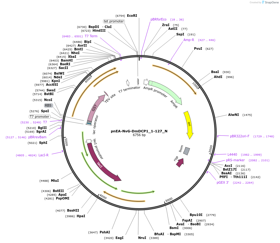 147050-plasmid-map-sequence-id-289497