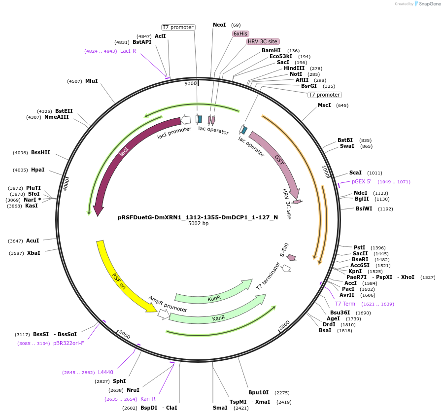 147054-plasmid-map-sequence-id-289501