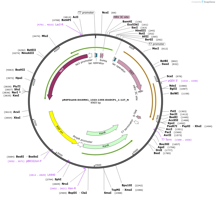 147055-plasmid-map-sequence-id-289502