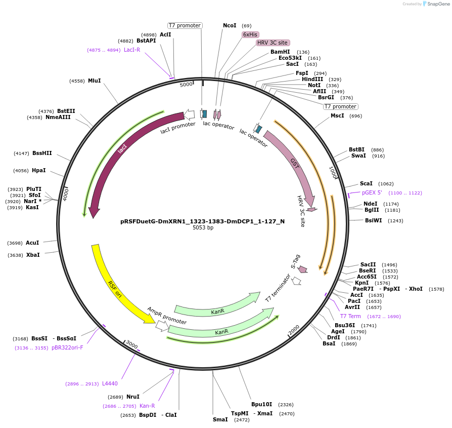 147056-plasmid-map-sequence-id-289503